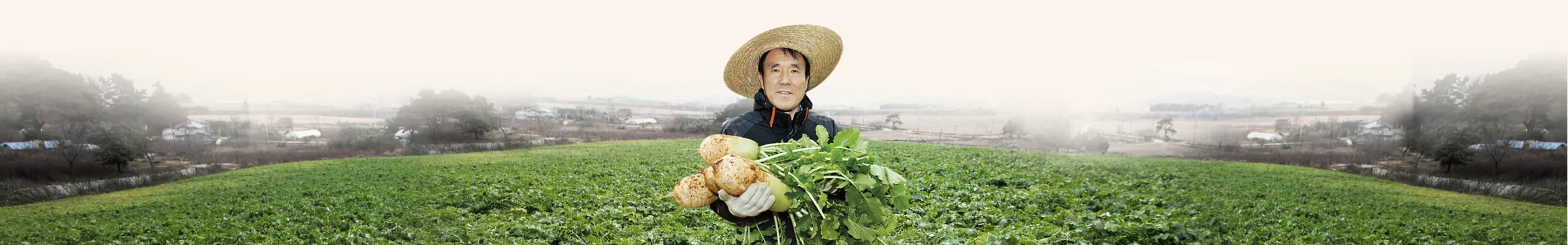 전남 영광 시래기